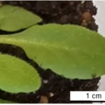Arabidopsis_picture1