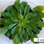 Arabidopsis_picture2