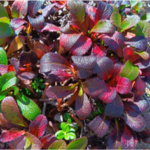 Arctous alpina Dark Purple_kt20240908_picture2