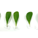 Arctous alpina Green_kt20240908_picture1