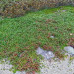 Arctous alpina Green_kt20240908_picture2