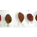 Arctous alpina Red_kt20240908_picture1