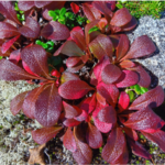 Arctous alpina Red_kt20240908_picture2