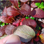 Arctous alpina Red_kt20240908_picture3