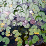 Nymphaea_picture2