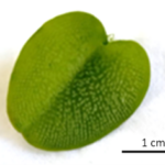 Salvinia_picture1