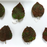 Alnus maximowiczii Brown_kt20240928_picture1