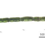 Alnus maximowiczii Brown_kt20240928_picture2