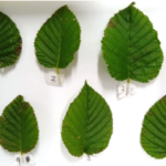 Alnus maximowiczii Green_kt20240928_picture1