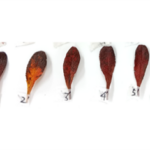 Arctous alpina Brown_kt20241011_picture1