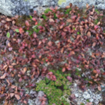 Arctous alpina Brown_kt20241011_picture2