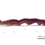 Arctous alpina Dark Purple_kt20240928_picture2