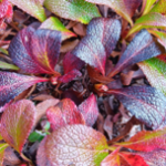 Arctous alpina Dark Purple_kt20240928_picture3