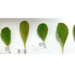 Arctous alpina Green_kt20240928_picture1