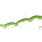 Arctous alpina Green_kt20240928_picture2