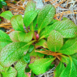 Arctous alpina Green_kt20240928_picture3