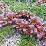 Arctous alpina Red_kt20240928_picture3