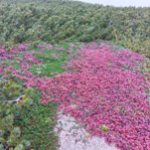 Arctous alpina Red_kt20240928_picture4