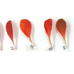 Arctous alpina Red_kt20241011_picture1