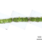 Betula ermanii Green_kt20240928_picture2