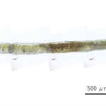 Betula ermanii Yellow_kt20240928_picture2