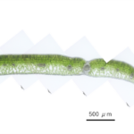 Gaultheria pyroloides Green_kt20240928_picture2