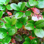 Gaultheria pyroloides Green_kt20240928_picture3