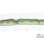 Gaultheria pyroloides Purple_kt20240928_picture2