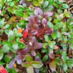 Gaultheria pyroloides Purple_kt20240928_picture3