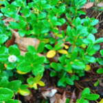 Gaultheria pyroloides Yellow_kt20240928_picture3