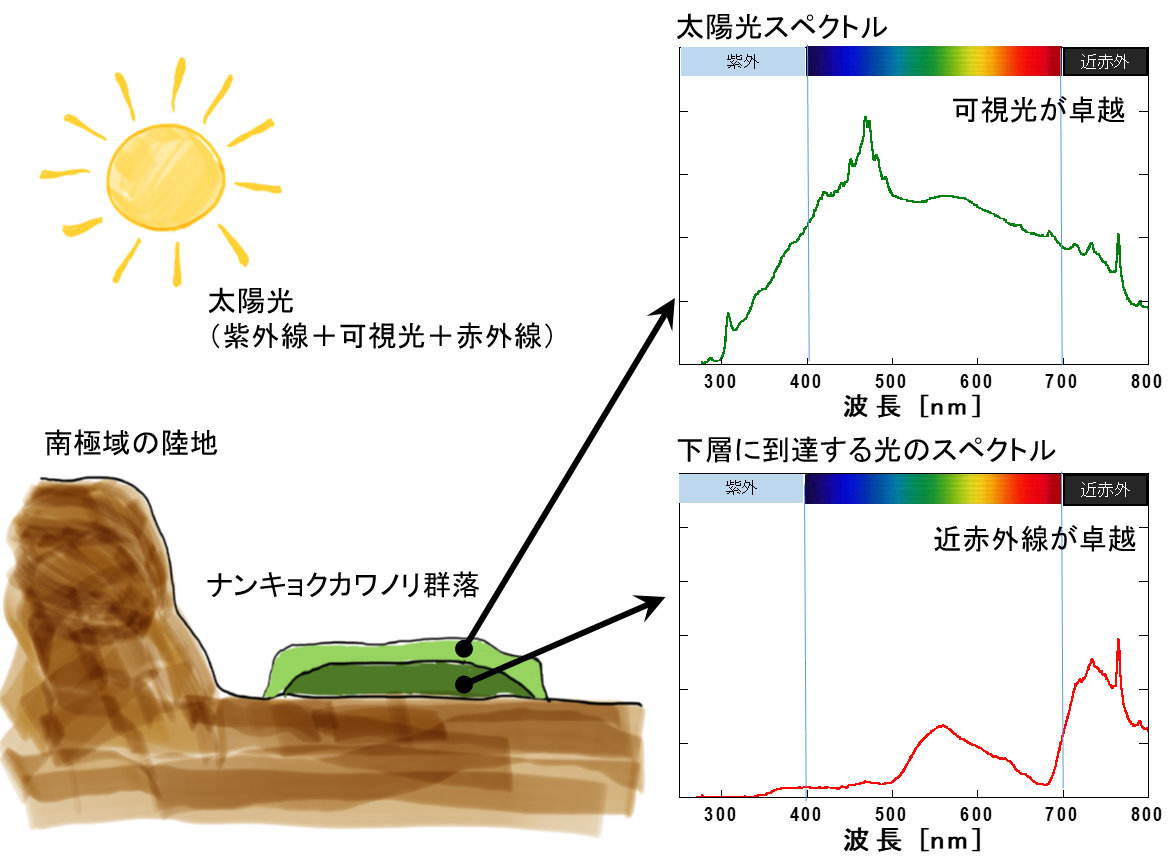 南極の陸上環境で近赤外線による酸素発生型光合成を行う緑藻類を発見