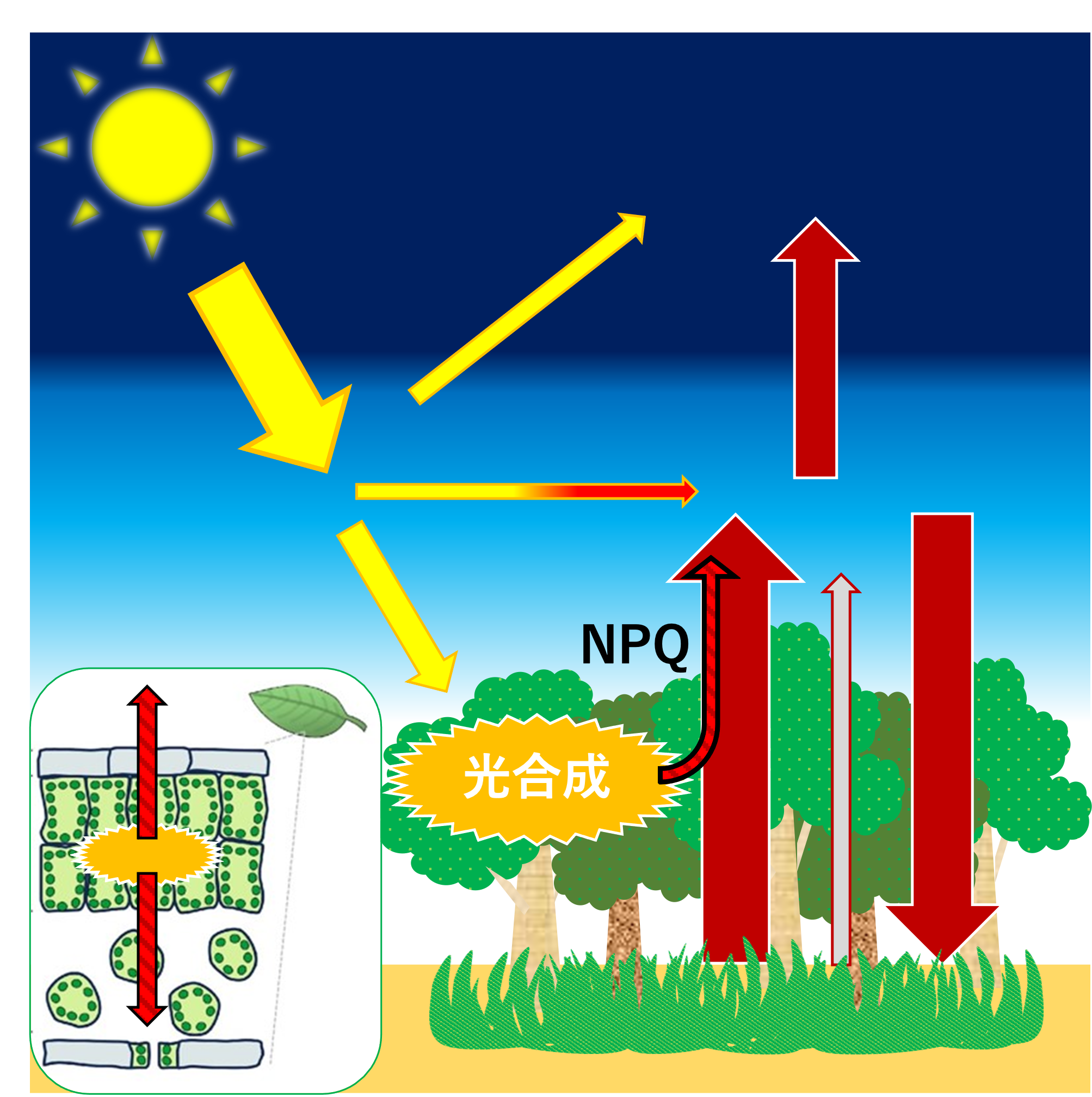 光合成反応の安全弁からの放熱は植物と地球環境に影響を与えるか？