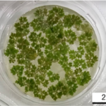 Azolla_picture2