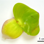 Eichhornia_picture1