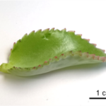 Kalanchoe_picture1