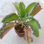 Kalanchoe_picture2