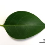 Ligustrum_picture1