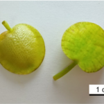Limnobium_picture1