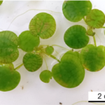 Limnobium_picture2