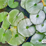 Nymphaea_picture1