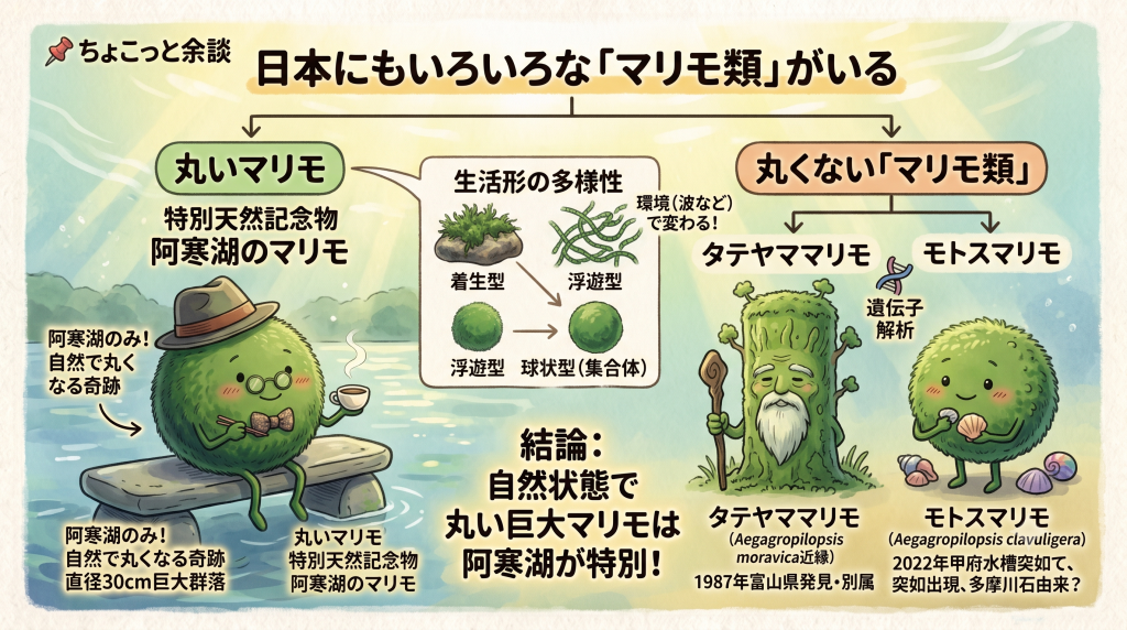 日本にもいろいろな「マリモ類」がいる