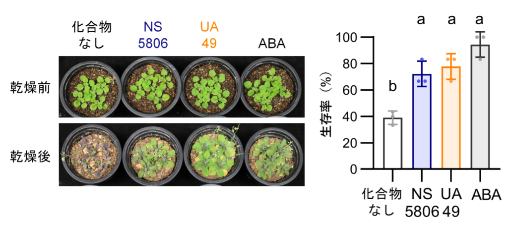 NS5806/UA49による植物への乾燥耐性付与