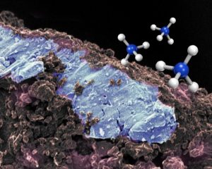 リュウグウの砂の塩鉱物（青色）と粘土鉱物（茶色）の電子顕微鏡擬似カラー画像とアンモニウム分子（NH₄⁺）のイラスト。（クレジット：京都大学）